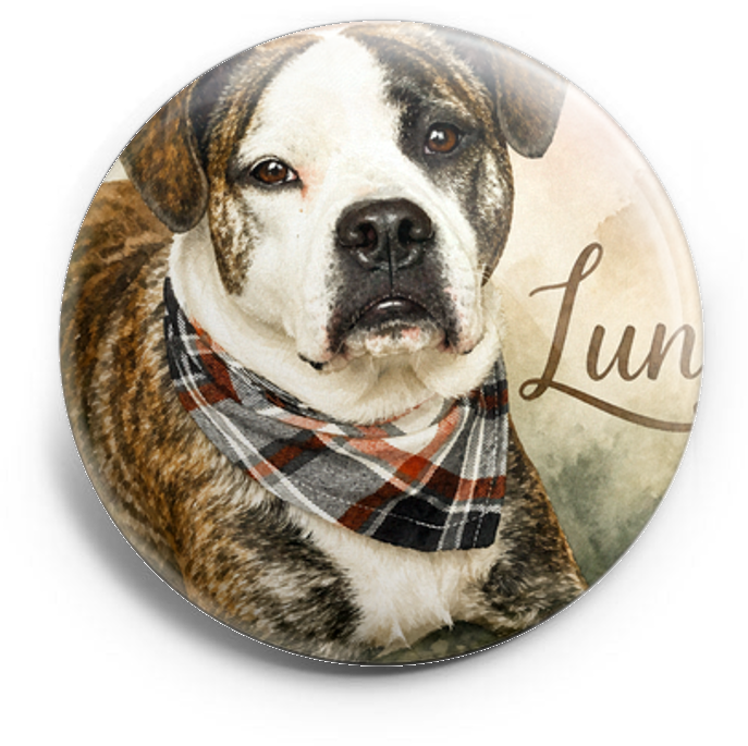 My dog – Topper