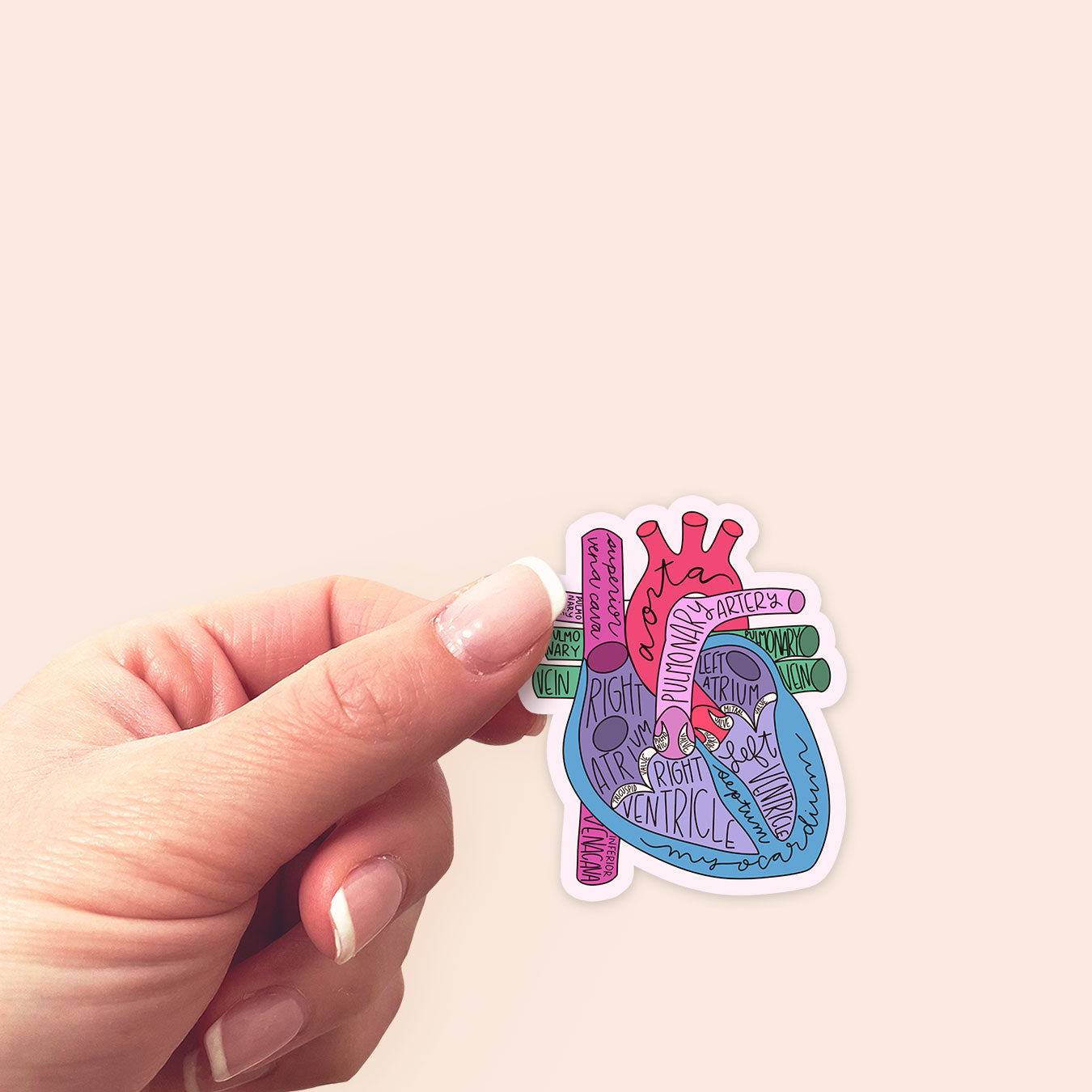 Heart Anatomy Sticker - Classic Shine - Topperswap